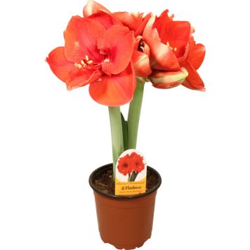 Amaryllis kotimainen 2-vanainen punainen
