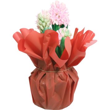 Hyasintti-istutus Kotimainen rondellassa P14