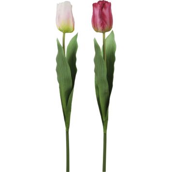 Silkkikasvi tulppaani 60 cm