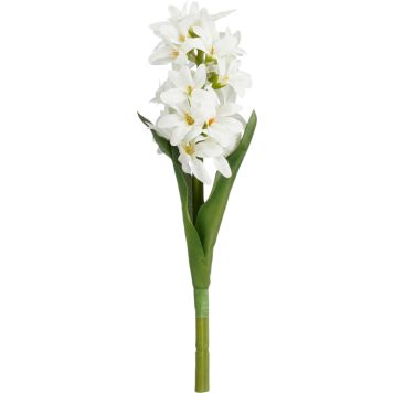 Silkkikasvi hyasintti valkoinen