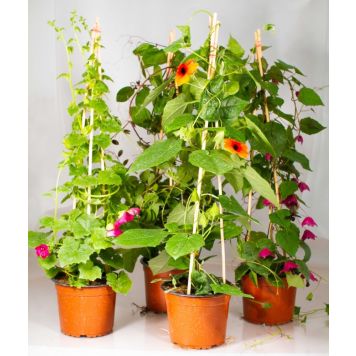 Köynnöskasvi Mix Kotimainen Ø 14 cm