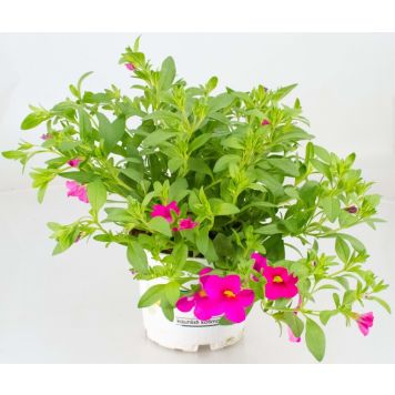 Miljoonakello värivalikoima Ø 12 cm