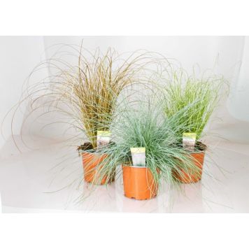 Heinä Mix valikoima erilaisia Ø 12 cm