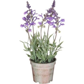 Silkkikasvi laventeli violetti 25 x10 cm
