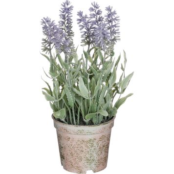 Silkkikasvi laventeli violetti 21,5 x 12 cm