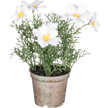 Silkkikasvi päivänkakkara valkoinen 21,5 x 13 cm