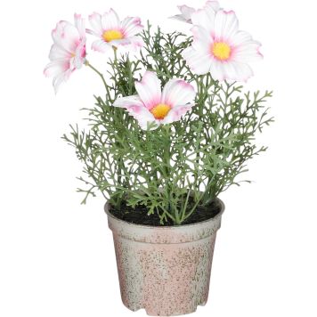 Silkkikasvi päivänkakkara pinkki 21,5 x 13 cm