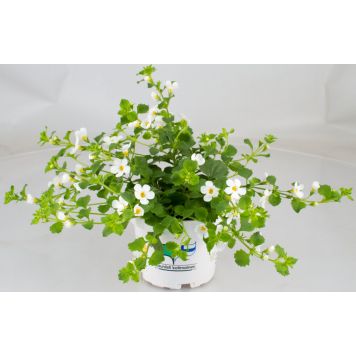 Lumihiutale värivalikoima Ø 12 cm