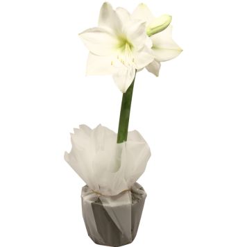 Amaryllis Kotimainen rondellassa 2 vanaa valkoinen