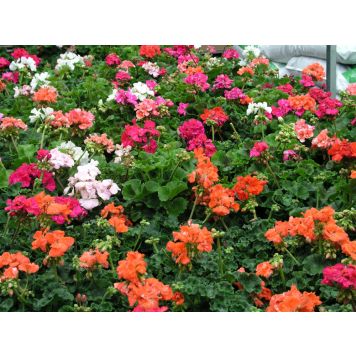 Patiokasvimix Kotimainen P19