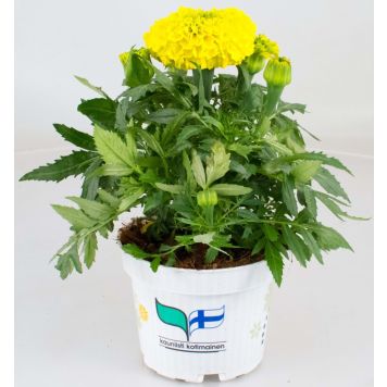 Isosamettikukka Kotimainen Ø 12 cm