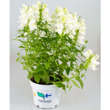 Leijonankita Ø 12 cm