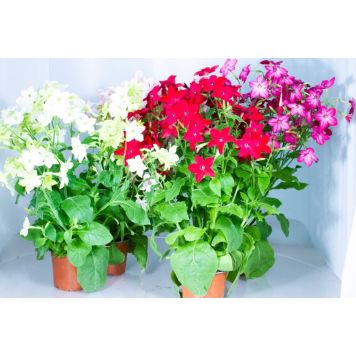 Koristetupakka Ø 12 cm