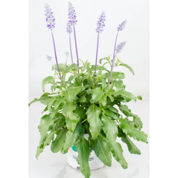 Härmesalvia Ø 12 cm