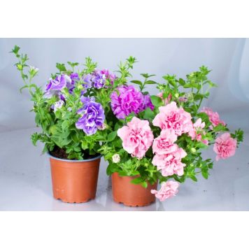 Surfina Kerrottu Mix Ø 11 cm