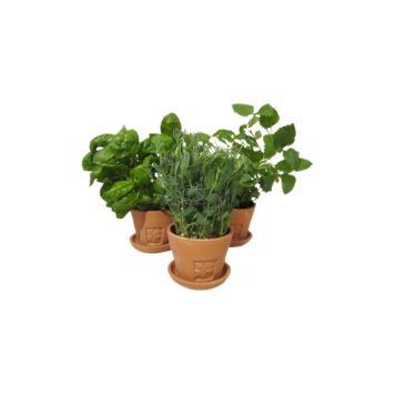 Kirsikkatomaatintaimi 9 cm