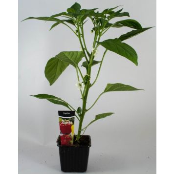 Paprika Kotimainen Ø 9 cm