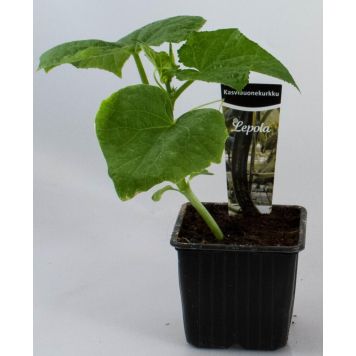 Kasvihuonekurkku Kotimainen Ø 9 cm