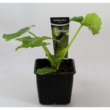 Kesäkurpitsa Kotimainen vihreä Ø 9 cm