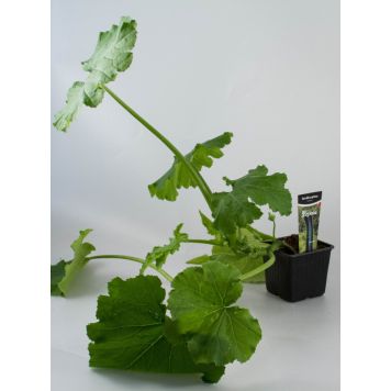 Kesäkurpitsa Kotimainen tumma Ø 9 cm