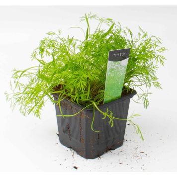 Tilli Kotimainen Ø 9 cm