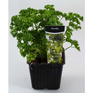 Persilja Kotimainen Ø 9 cm