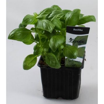 Basilika Kotimainen Ø 9 cm