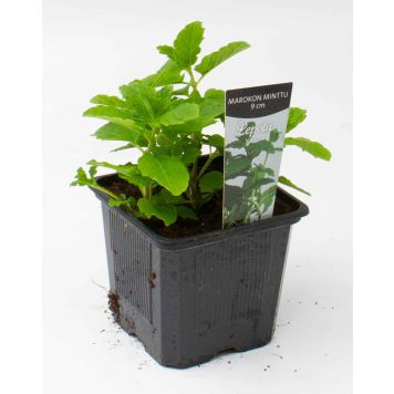 Marokon minttu Kotimainen Ø 9 cm