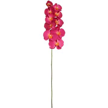 Koristeoksa Perhoskämmekkä 91 cm fuksia