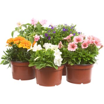 Ryhmäsamettikukka P12