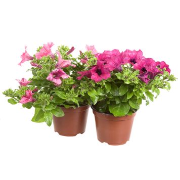 Petunia Kotimainen Ø 9 cm
