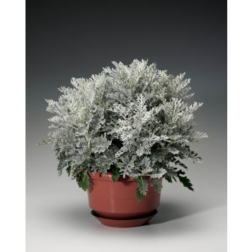 Hopealehti Kotimainen Ø 12 cm