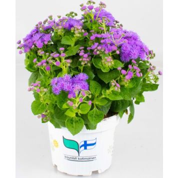 Sinitähtönen Kotimainen Ø 12 cm