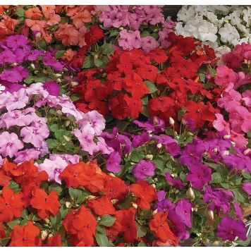 Ahkeraliisa Kotimainen Ø 12 cm