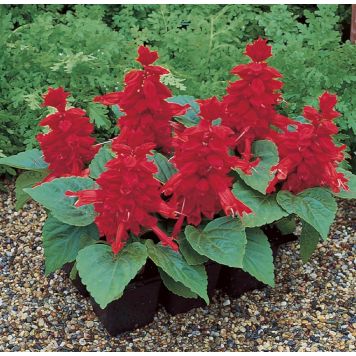 Tulisalvia Kotimainen Ø 12 cm