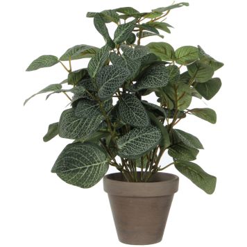 Silkkikasvi Piilea 35 cm