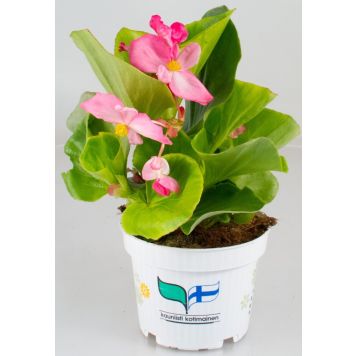 Kesäbegonia Kotimainen Ø 12 cm