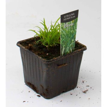 Sitruunaheinä Kotimainen Ø 9 cm