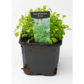 Villirukola Kotimainen Ø 9 cm