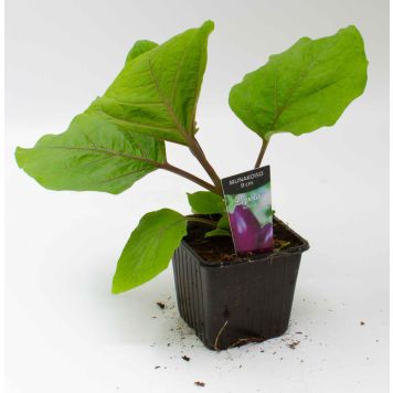 Munakoiso Kotimainen Ø 9 cm