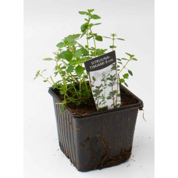 Sitruunatimjami Kotimainen Ø 9 cm