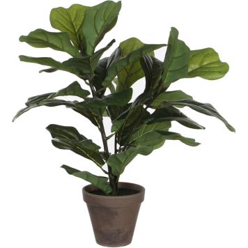 Silkkikasvi Lyyraviikuna 35 cm