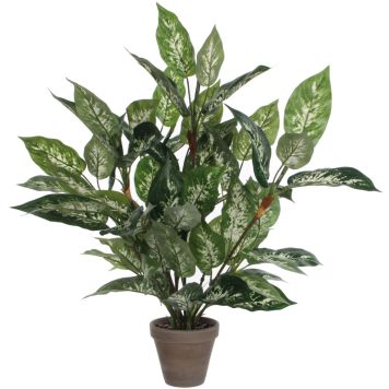 Silkkikasvi Kirjovehka 70 cm