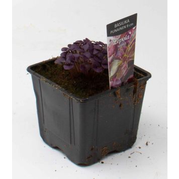 Punainen basilika Kotimainen Ø 9 cm