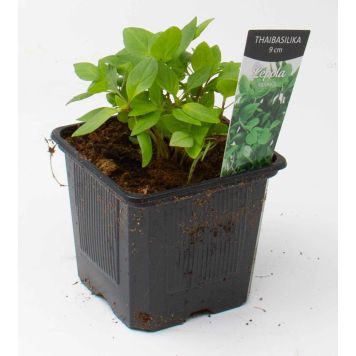 Thaibasilika Kotimainen Ø 9 cm
