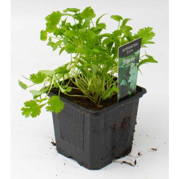 Korianteri Kotimainen Ø 9 cm