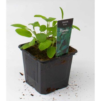 Salvia Kotimainen Ø 9 cm