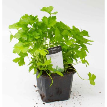 Lehtipersilja Kotimainen Ø 9 cm
