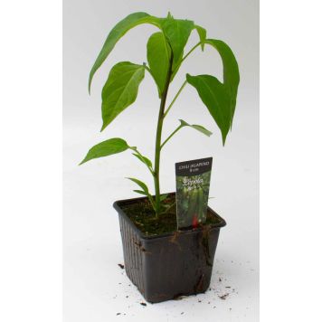 Chili Jalapeno Kotimainen Ø 9 cm