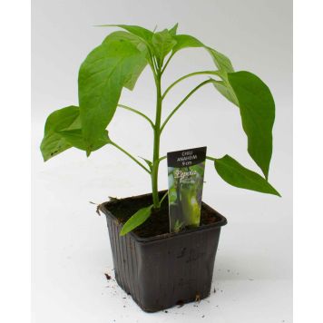 Chili Anaheim Kotimainen Ø 9 cm